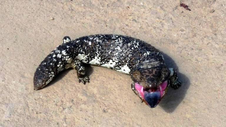 Tannenzapfenskink